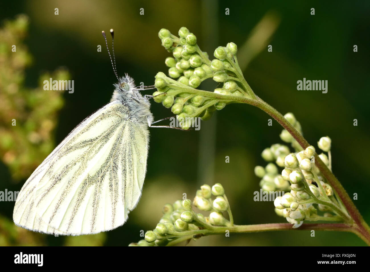 Papillon blanc veiné de vert (Pieris napi) au repos sur fleur. Dans l'insecte de la famille des Pieridae (les blancs) au repos montrant veins Banque D'Images