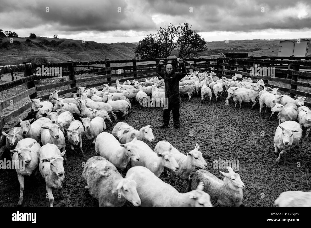 Un éleveur de moutons dans les troupeaux d'un camion, ferme de moutons, pukekohe, Nouvelle-Zélande Banque D'Images