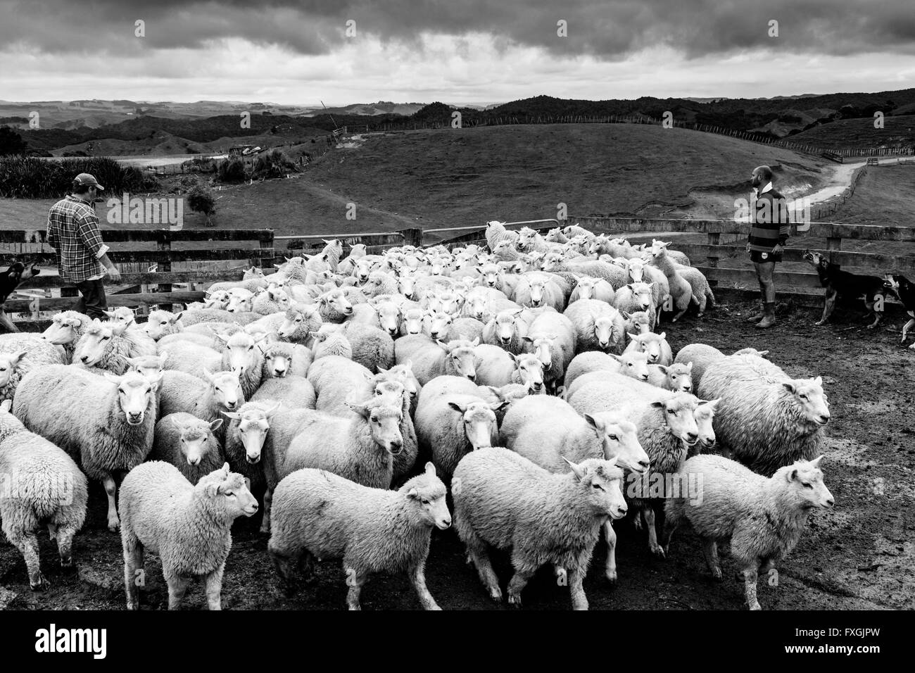 Moutons dans un enclos de moutons en attente d'être cisaillé, ferme de moutons, pukekohe, Nouvelle-Zélande Banque D'Images