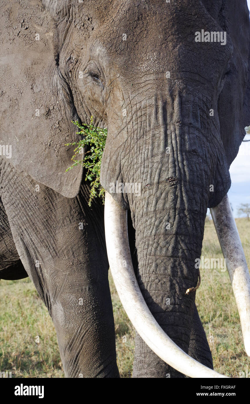 L'eléphant d'Afrique mâle mange de l'herbe, portrait Banque D'Images