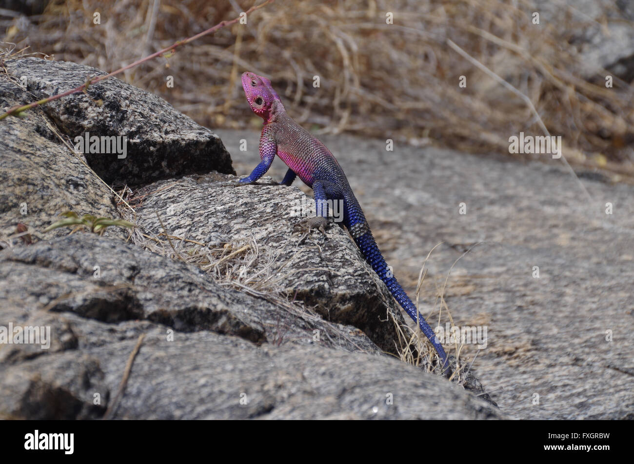 Bleu et violet agama lizard dans la nature dans le Serengeti NP en Tanzanie Banque D'Images