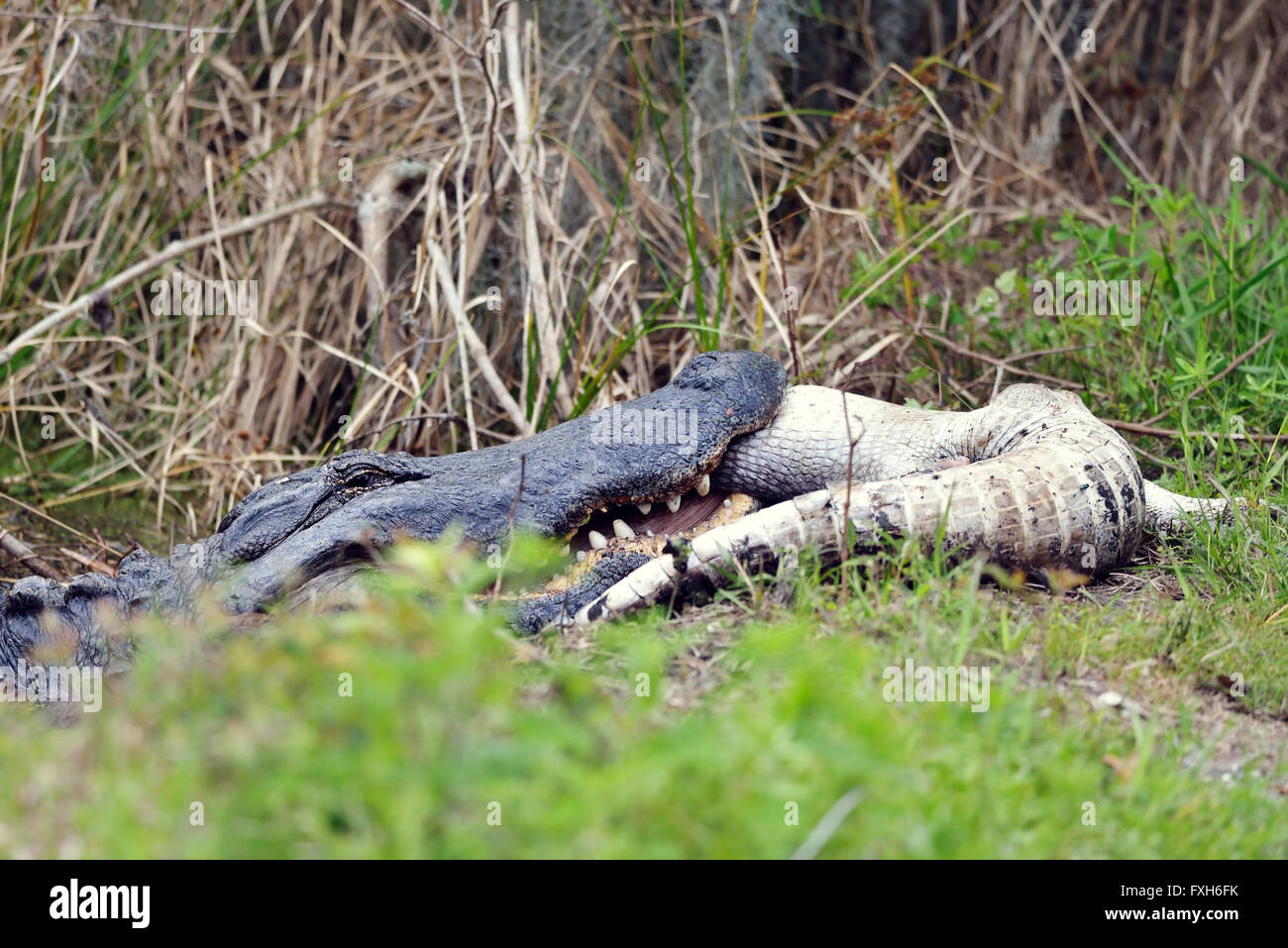 Floride grandes manger un alligator Alligator Photo Stock Alamy