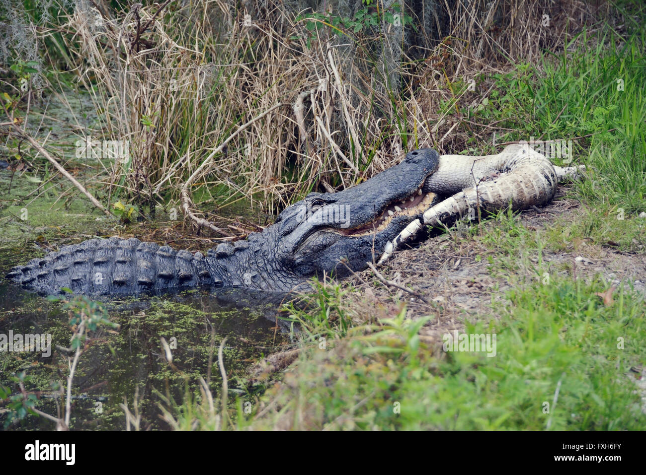 Floride grandes manger un alligator Alligator Photo Stock Alamy