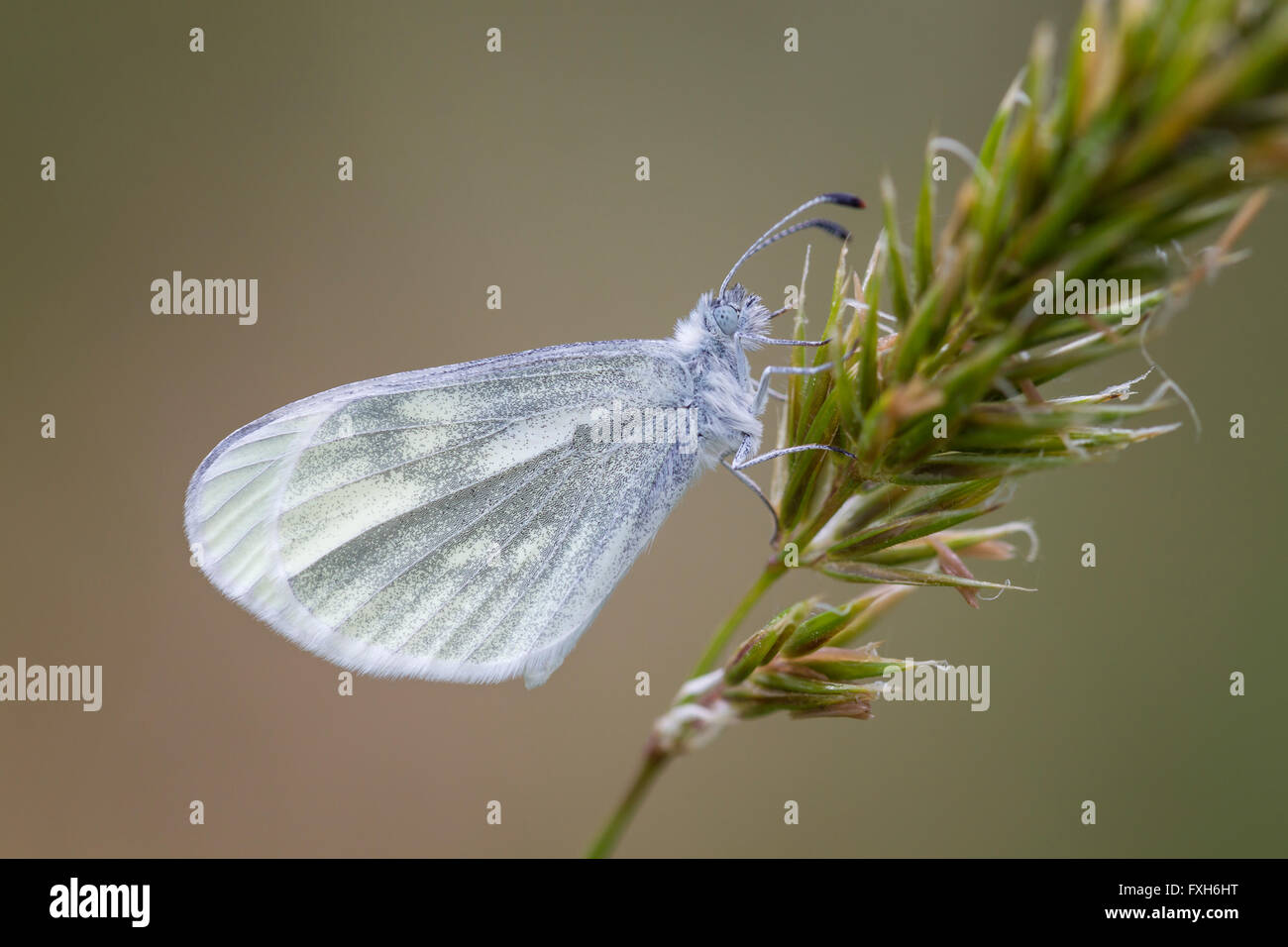 Juvernica Leptidea blanc bois cryptique, adulte, au repos sur l'herbe de l'oreille moyenne, Raven Point, Irlande en mai. Banque D'Images