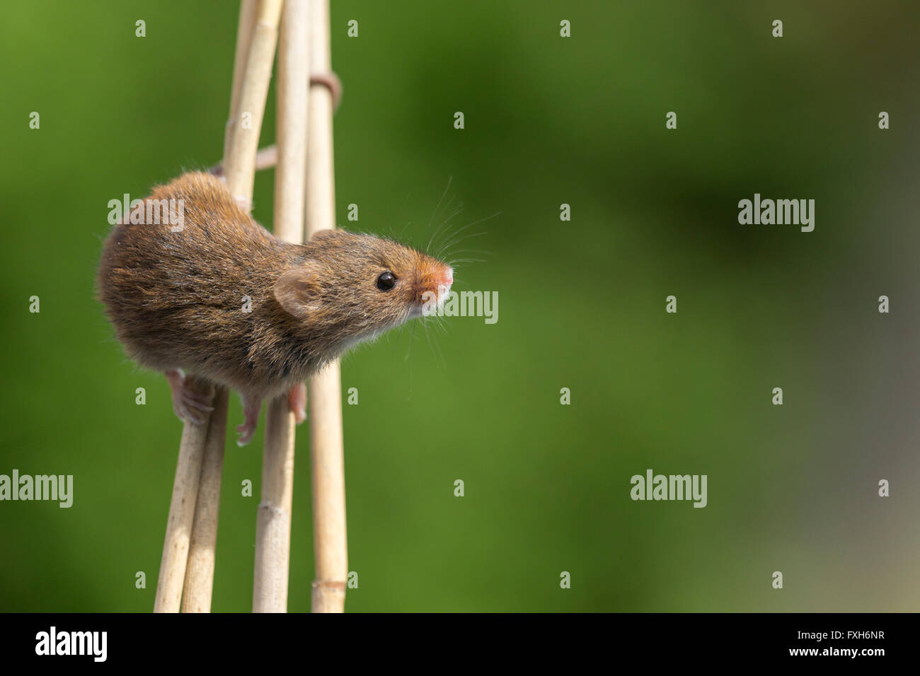 Micromys minutus Souris (captive), mâle adulte, souches d'escalade, Solihull, West Midlands, en avril. Banque D'Images