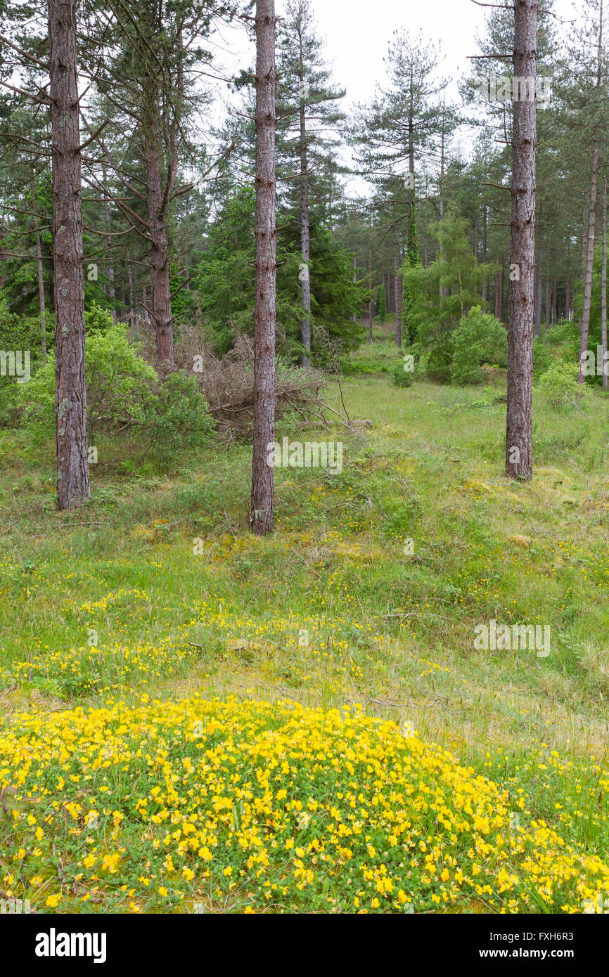 Vue paysage de pinède de sable et de fleurs, Raven Point, comté de Wexford, Irlande en juin. Banque D'Images