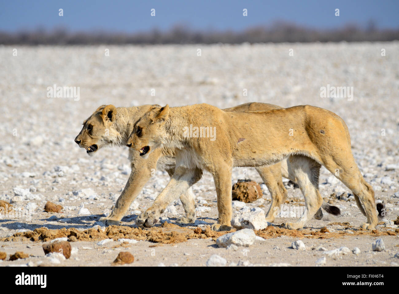 Femme Paire de lions (Panthera leo) Balade dans le parc national d'Etosha, Namibie Banque D'Images