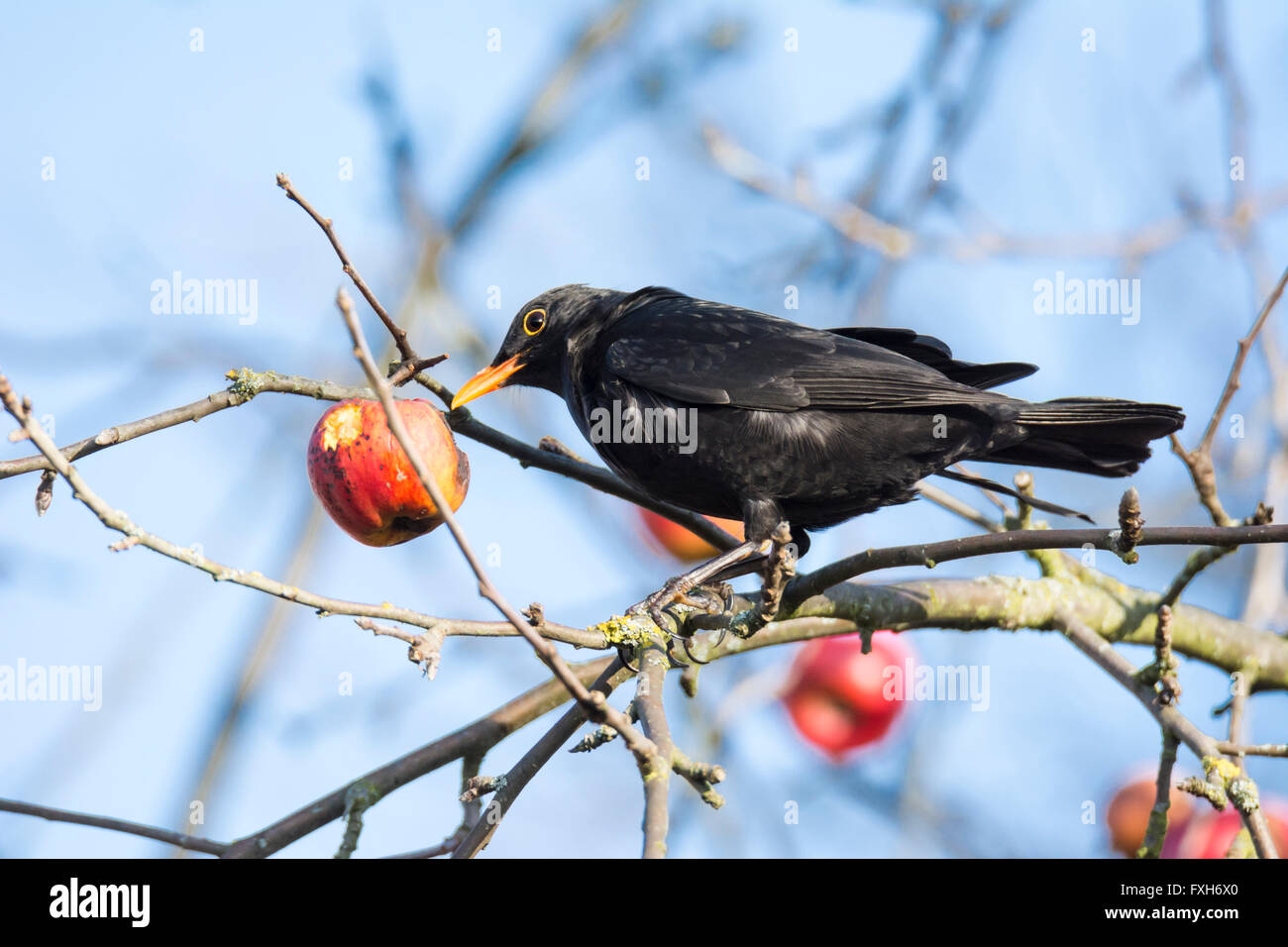 Commonb picage blackbird et délicieux dans un pommier Banque D'Images