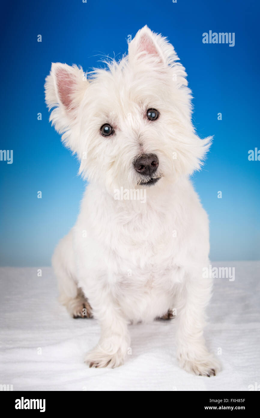 Portrait de fermeture éclair, un Westie, assis dans un studio à Issaquah, Washington, USA Banque D'Images