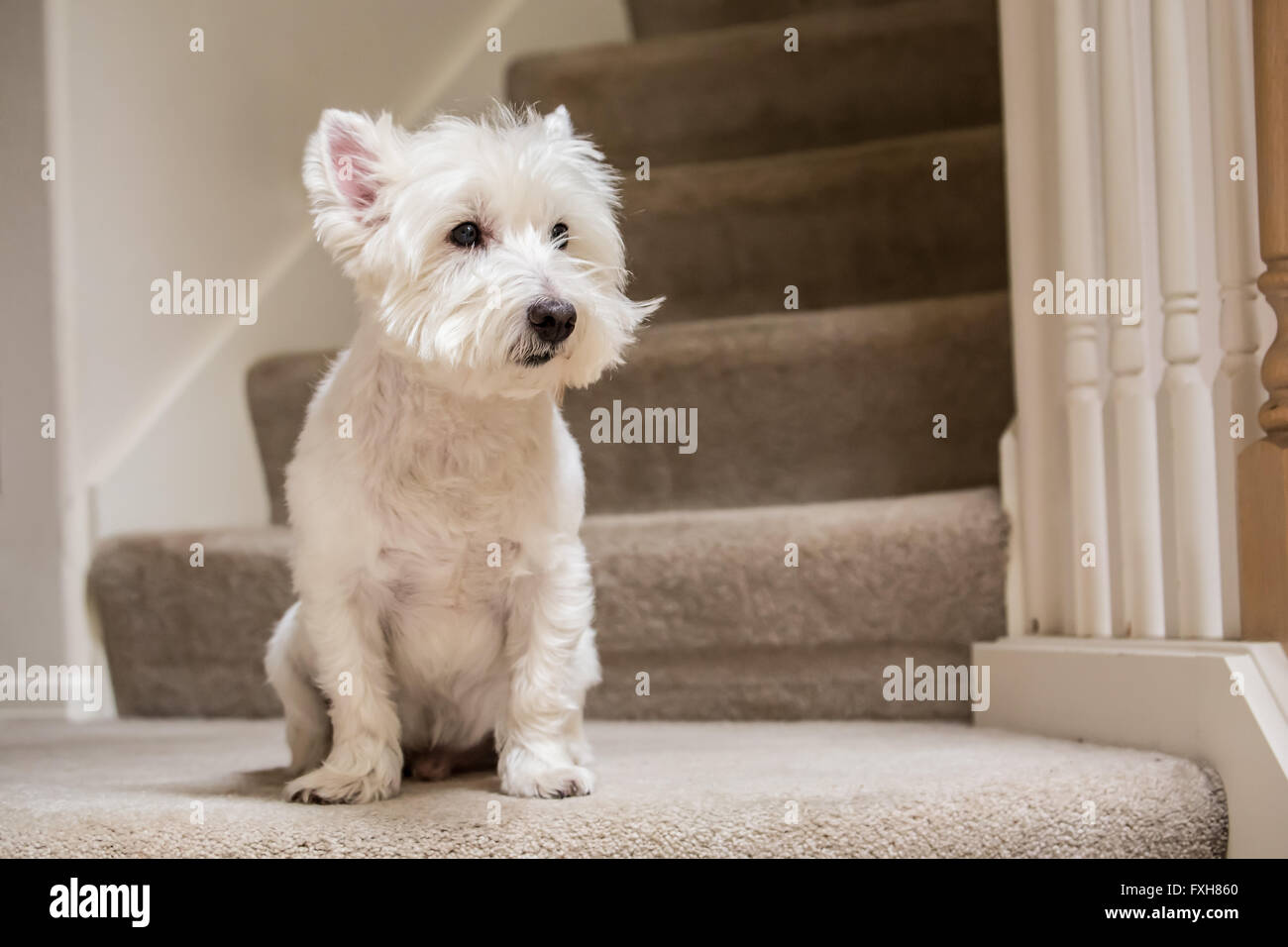 Fermeture éclair, un Westie, assis près de l'escalier, à Issaquah, Washington, USA Banque D'Images