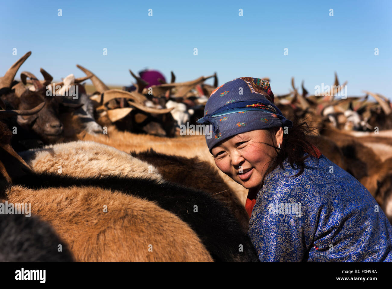 Femme nomade dans le désert de Gobi de la traire les chèvres. Banque D'Images