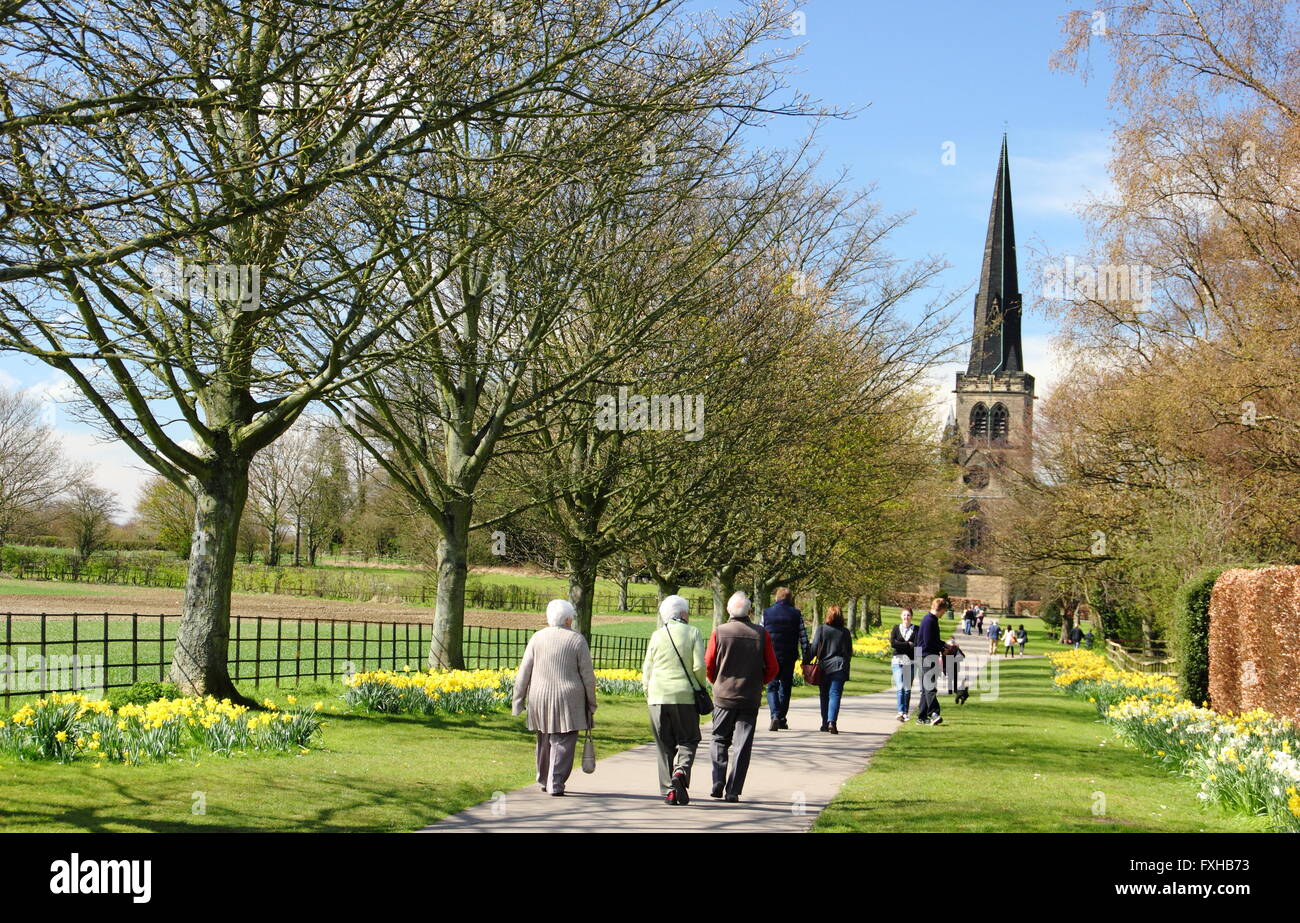 Une ligne de jonquilles sentier menant à l'église de Wentworth à Wentworth, un joli village immobilier à Rotherham, South Yorkshire, UK Banque D'Images