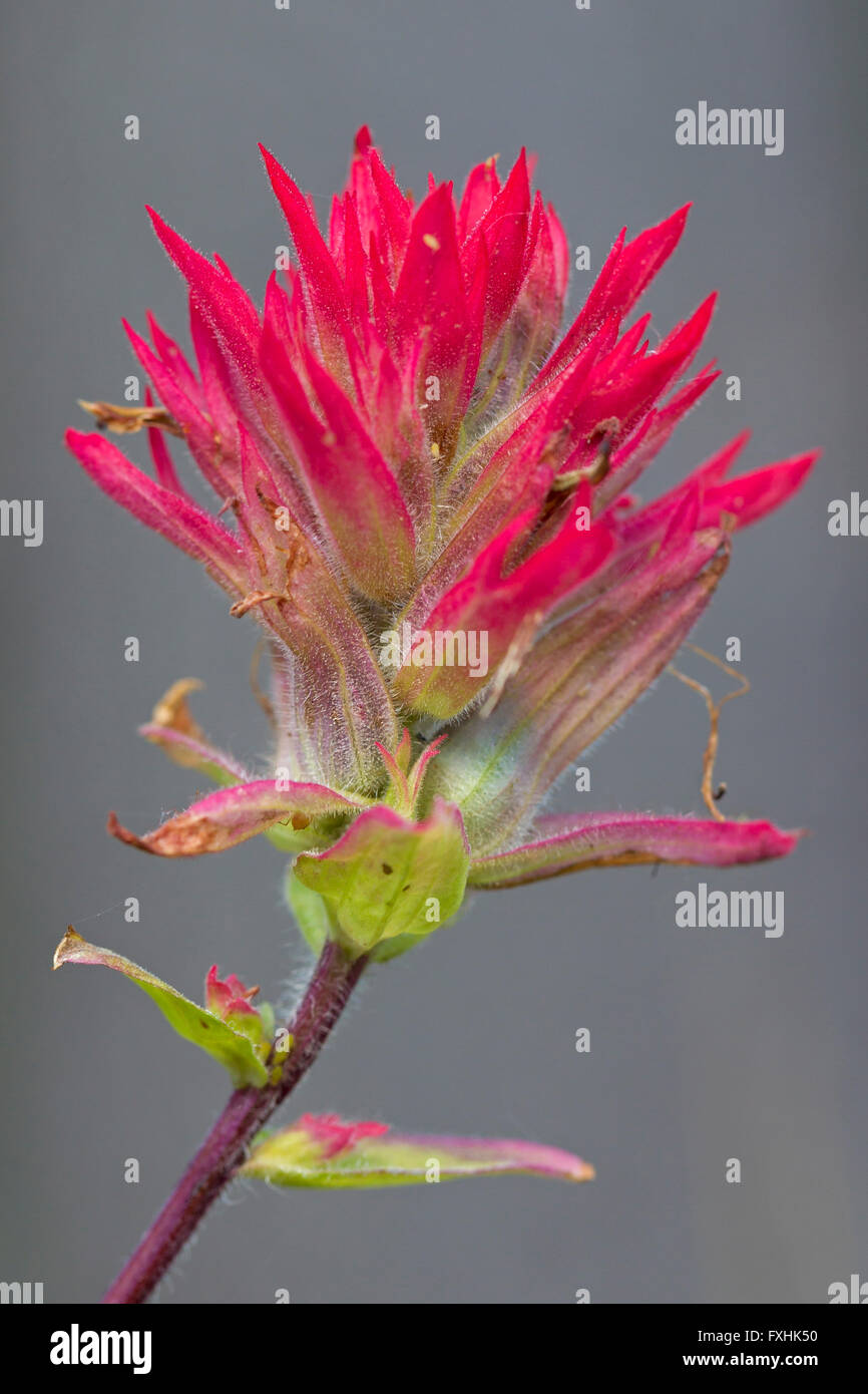 Close up of red giant indian paintbrush (Castilleja miniata / Castilleja elata) en fleur, originaire de l'ouest de l'Amérique du Nord Banque D'Images