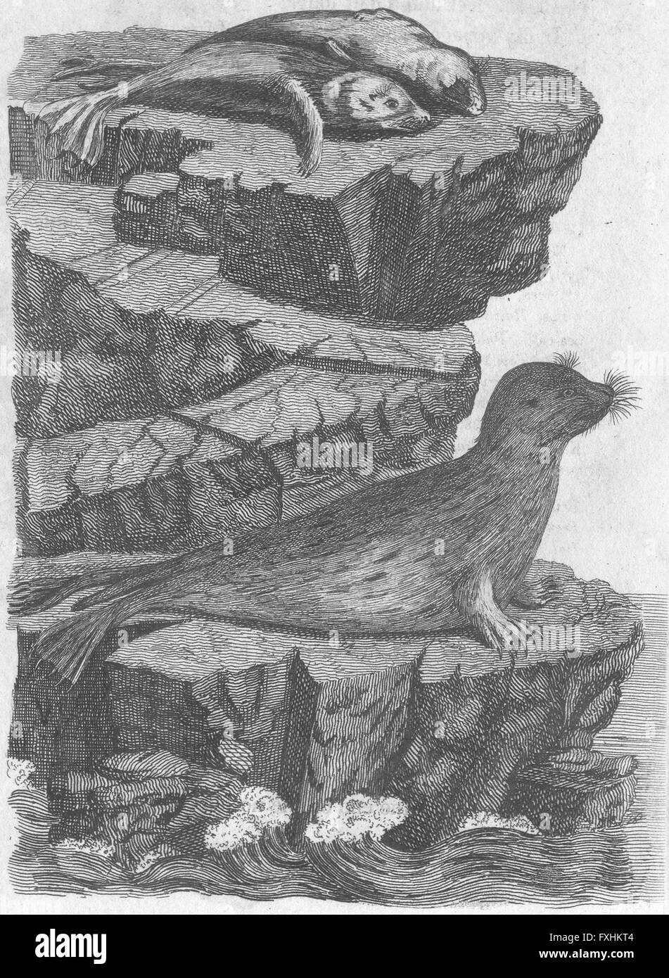 Animaux : Les phoques, antique print c1790 Banque D'Images