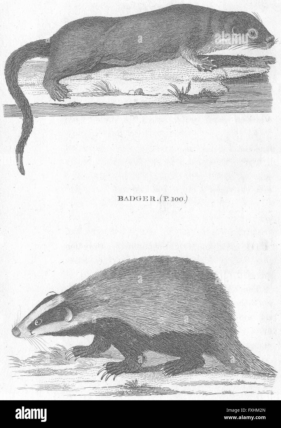 Mammifères : Otter ; Badger, antique print c1800 Banque D'Images