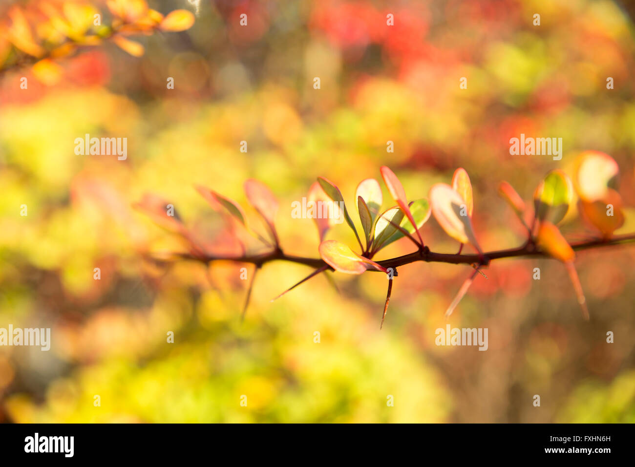 Couleurs d'automne dans la campagne anglaise Banque D'Images