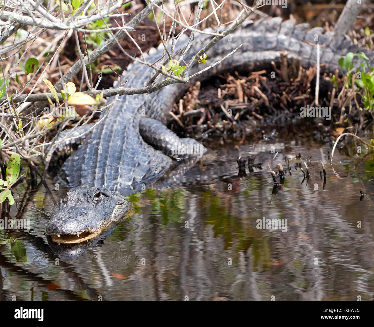 Un grand adulte Alligator, se prélassant au soleil. rencontrés, en roulant le long de la faune des zones sombres,Merritt Island Banque D'Images