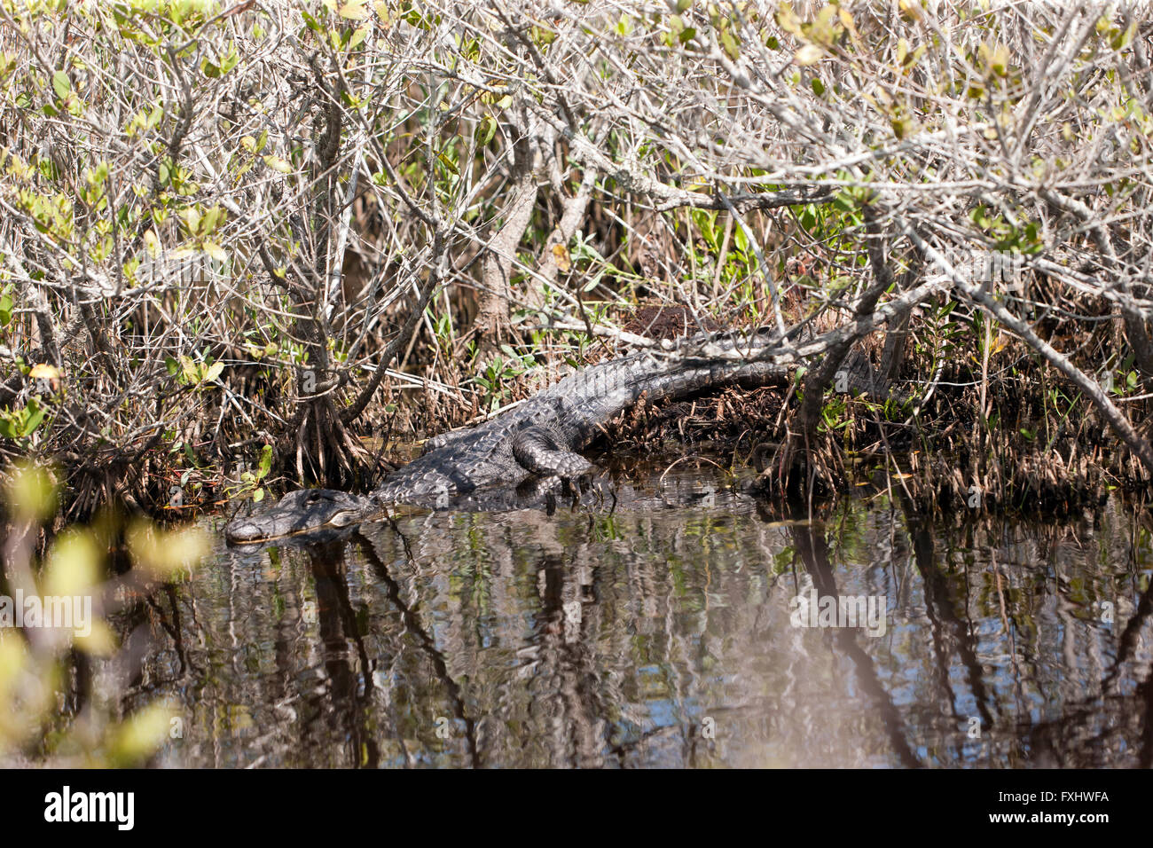 Un grand adulte Alligator, se prélassant au soleil. rencontrés, en roulant le long de la faune des zones sombres,Merritt Island Banque D'Images