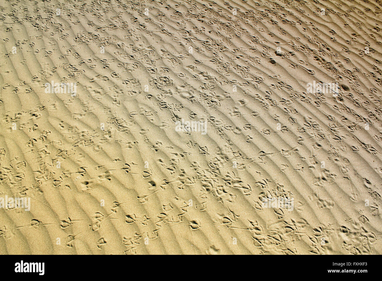 Les pistes d'oiseaux dans le sable Banque D'Images