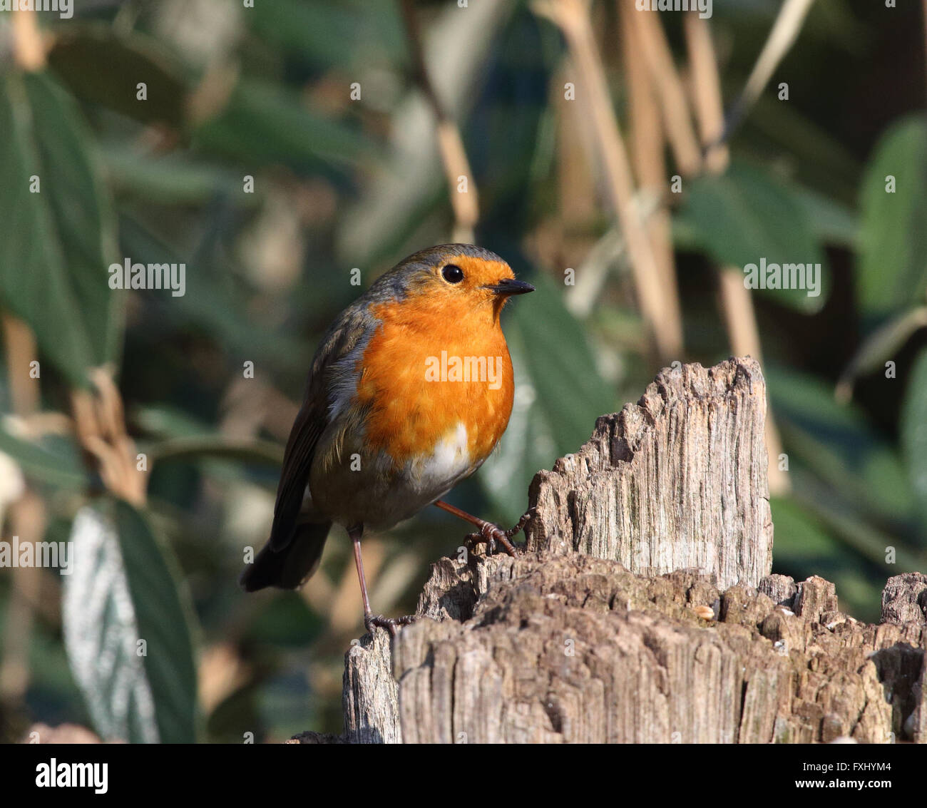 Robin, Erithacus rubecula aux abords, assis sur une souche d'arbre à feuillage vert à l'arrière-plan Banque D'Images Robin, Erithacus rubecula aux abords, assis sur une souche d'arbre à feuillage vert à l'arrière-plan Banque D'Images