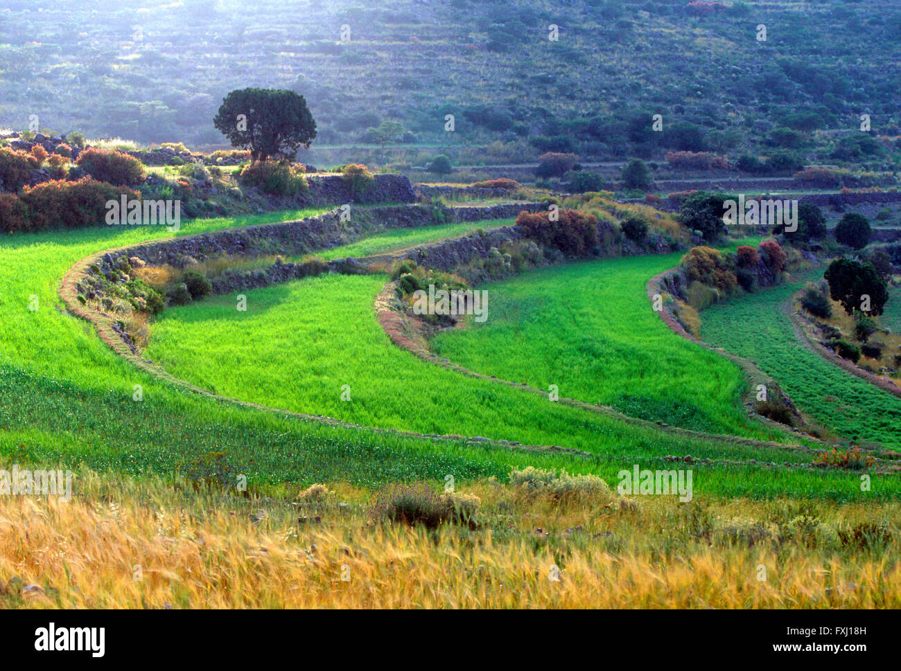 Ferme mitoyenne près de champs comme Soudah ; région d'Asir, Royaume d'Arabie Saoudite Banque D'Images