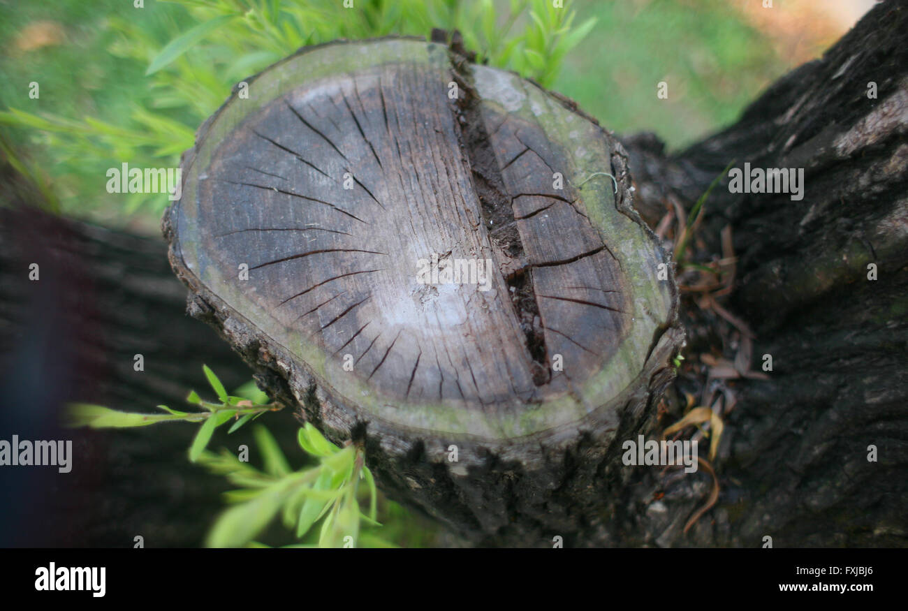 Tree texture background, la texture de l'écorce utilisation de bois comme arrière-plan naturel Banque D'Images