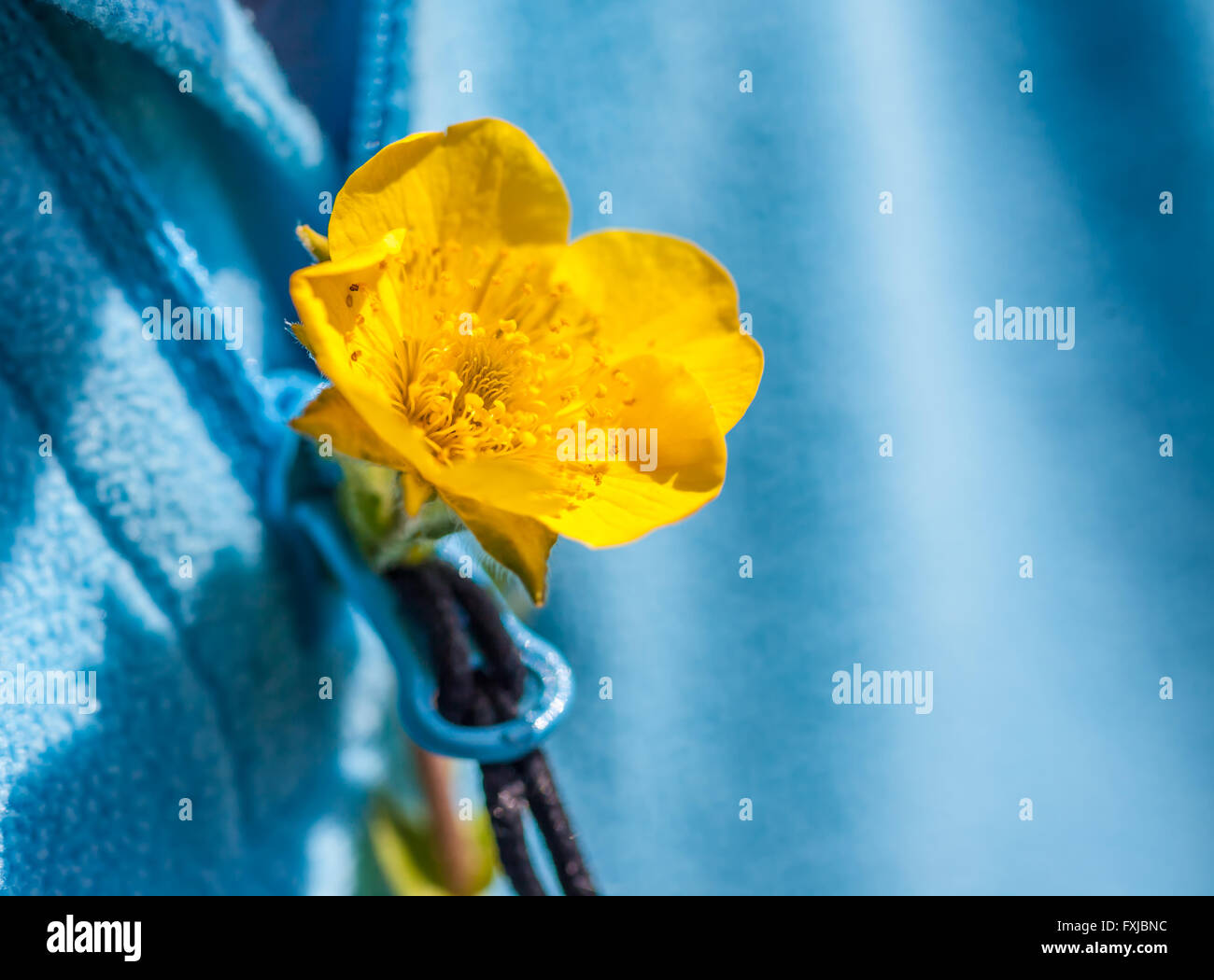 Petite fleur jaune à la boutonnière d'un pull bleu Banque D'Images