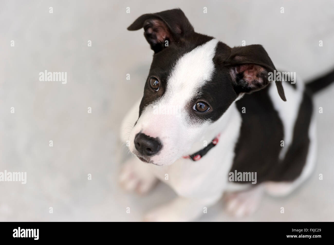 Curieux chien est à la recherche jusqu'à l'émerveillement dans ses beaux yeux magnétiques. Banque D'Images