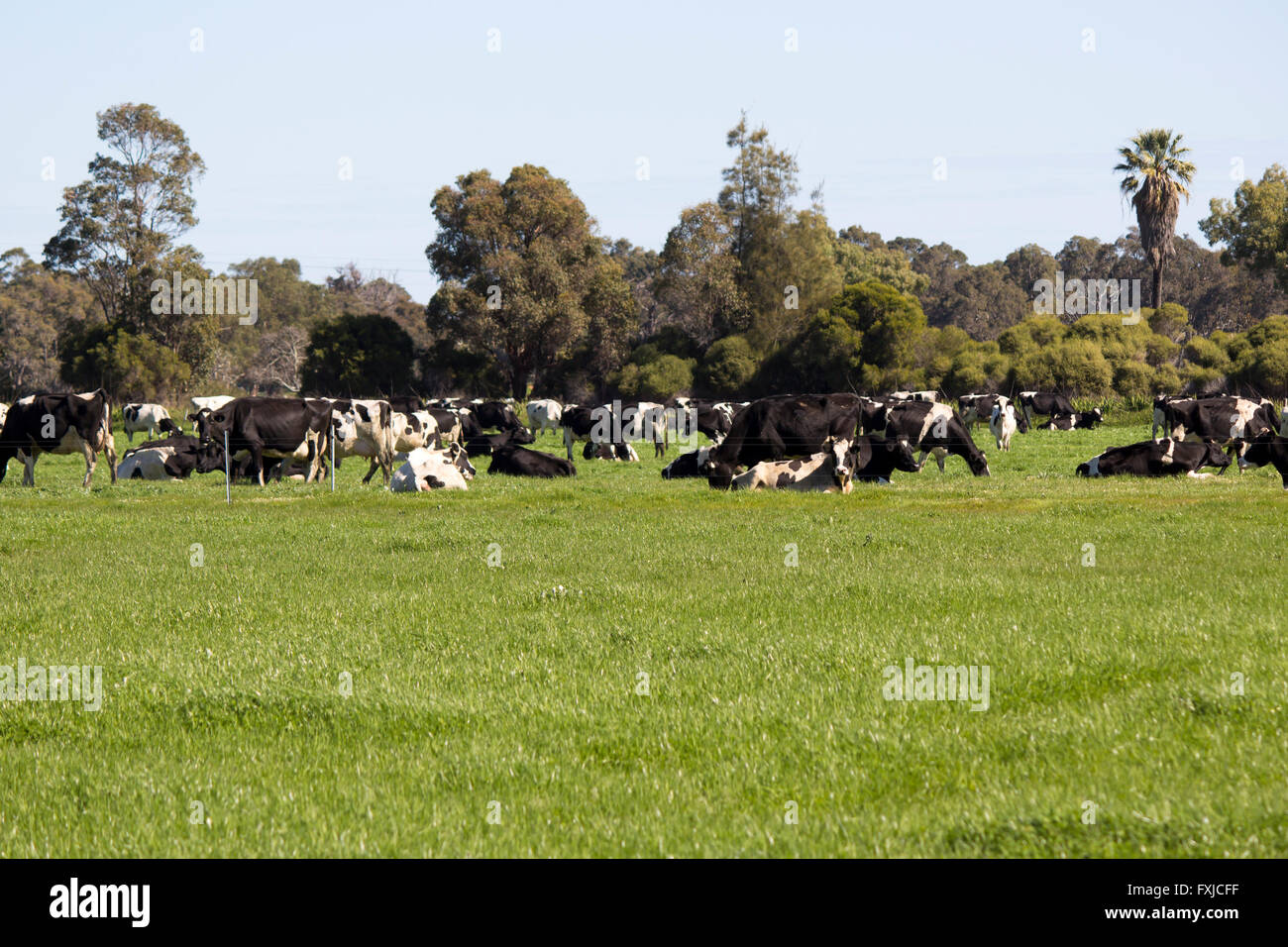 Holstein noir et blanc le pâturage sur l'herbe verte par le réservoir d'eau produisent du lait dans les laiteries du sud-ouest de l'Australie. Banque D'Images