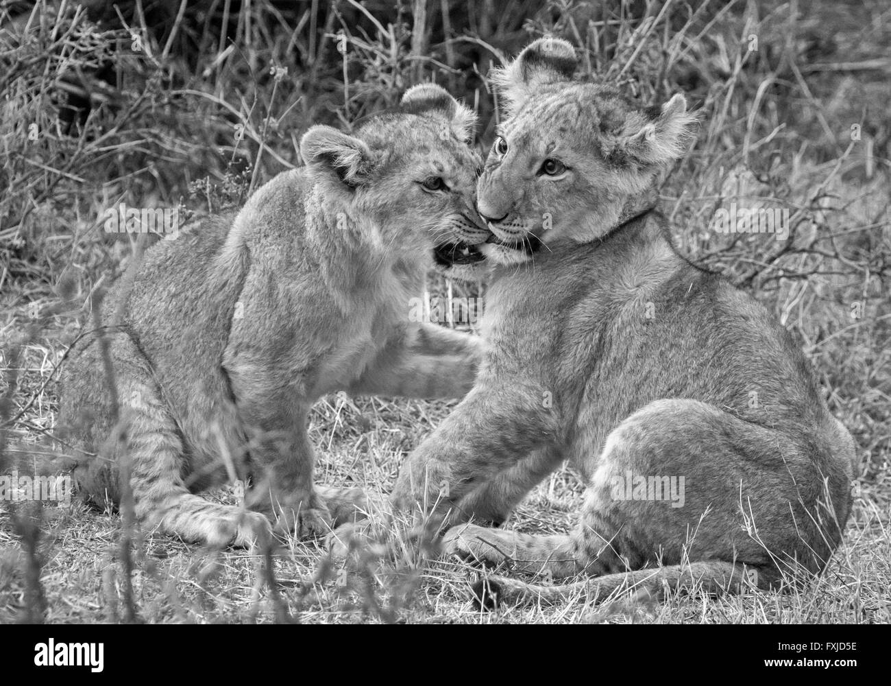 Des lionceaux à jouer prises dans le Masai Mara en noir et blanc. Banque D'Images