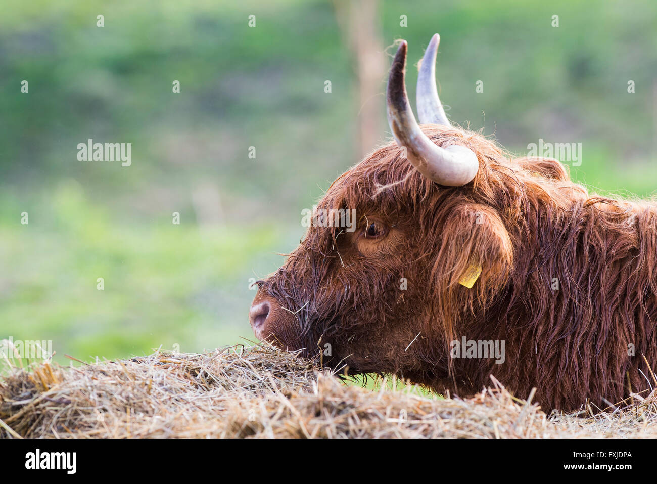 Scagriculture, boeuf, l'Hochlandrind,schottische, Highland cattle, Kyloe ,Bò Gàidhealach , Banque D'Images