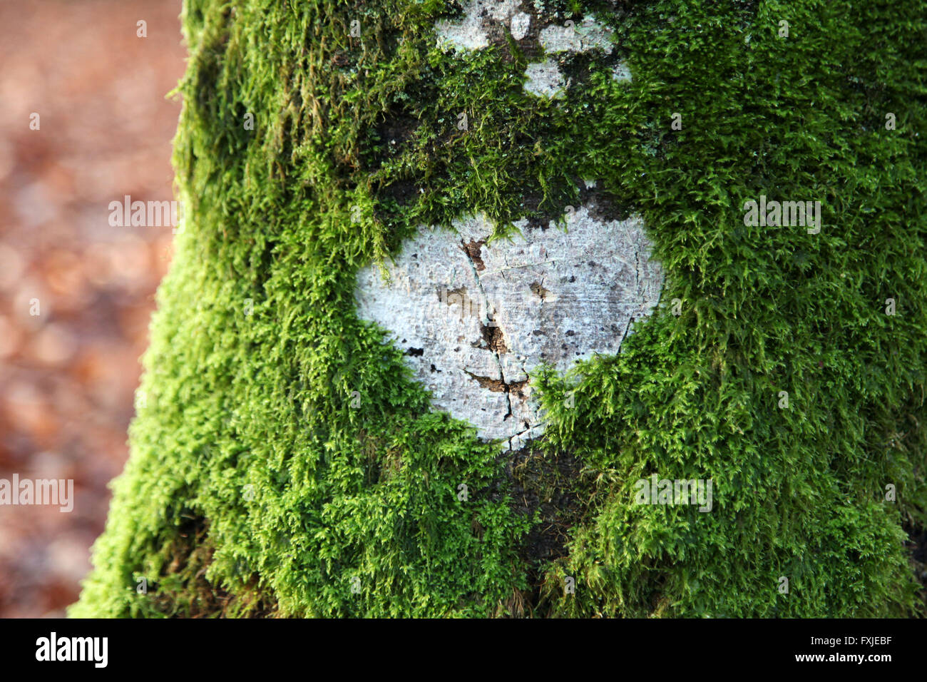 C'est une photo d'une icône en forme de coeur blanc qui est gravé sur un tronc recouvert de mousse verte. Il a un visage symbolique Banque D'Images
