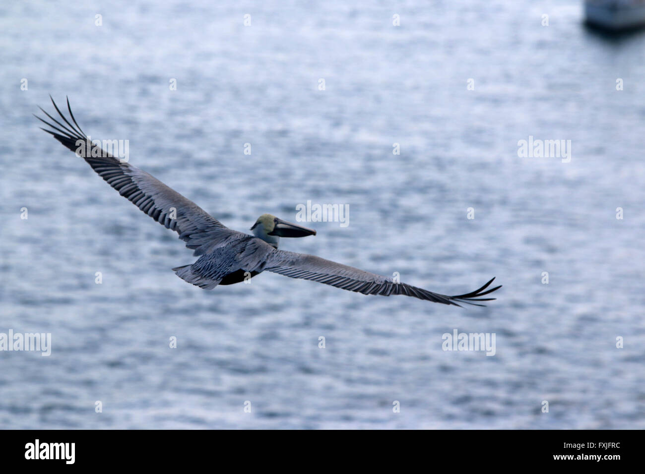 Pelican en vol Banque D'Images