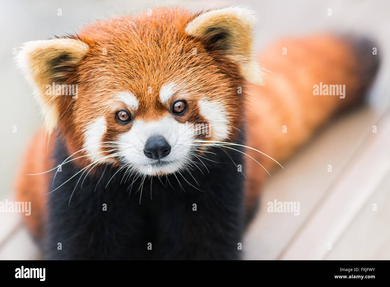 Un portrait frontal d'un panda rouge Banque D'Images
