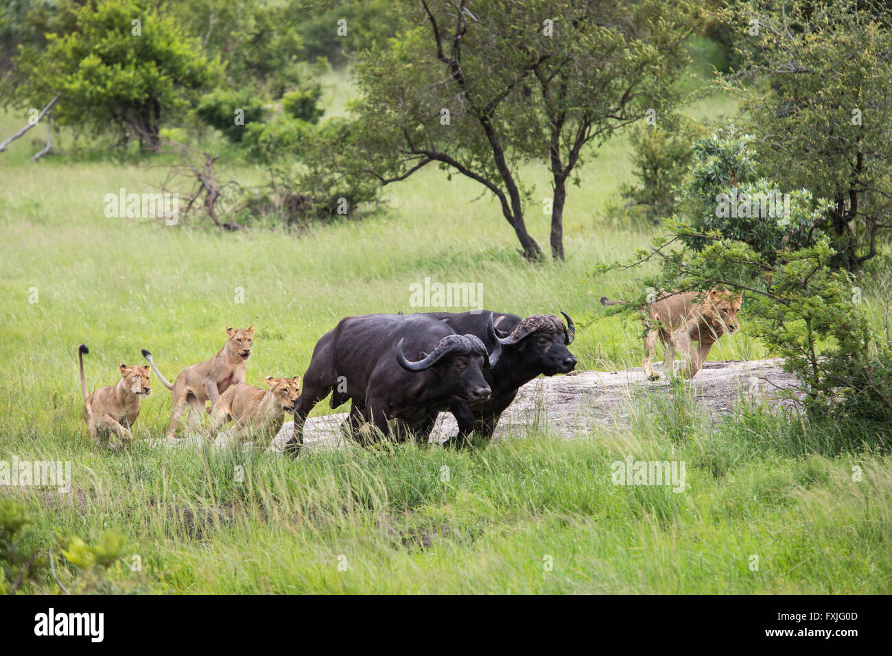 Troupe de lions (Panthera leo) chasser le bison (Syncerus caffer) dans le bushveld Banque D'Images