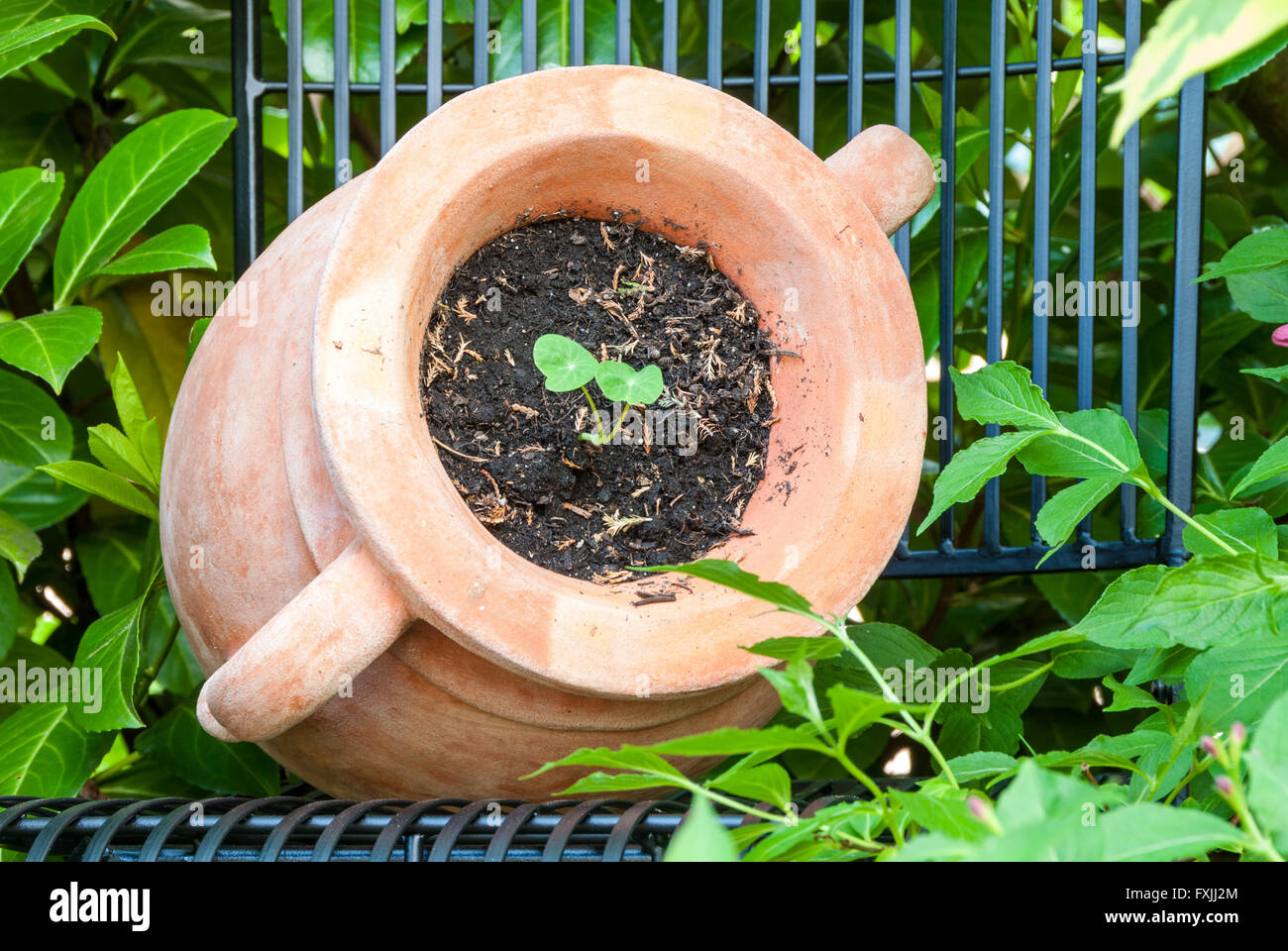 Amphore en terre cuite comme un navire pour nasturtium Banque D'Images