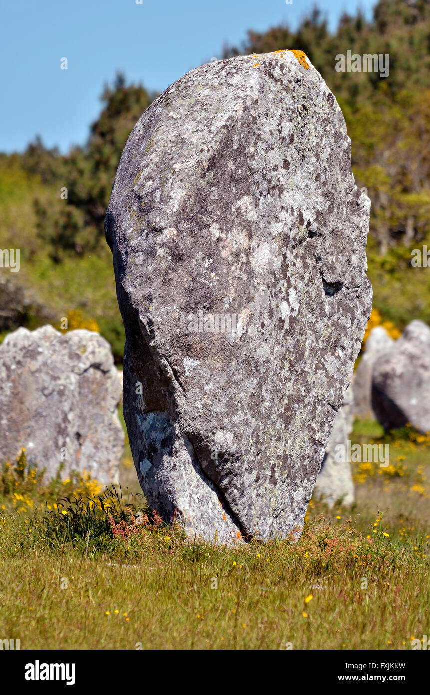 Gros plan du fameux standing stone à Carnac dans le morbihan en Bretagne dans le nord-ouest de la France Banque D'Images