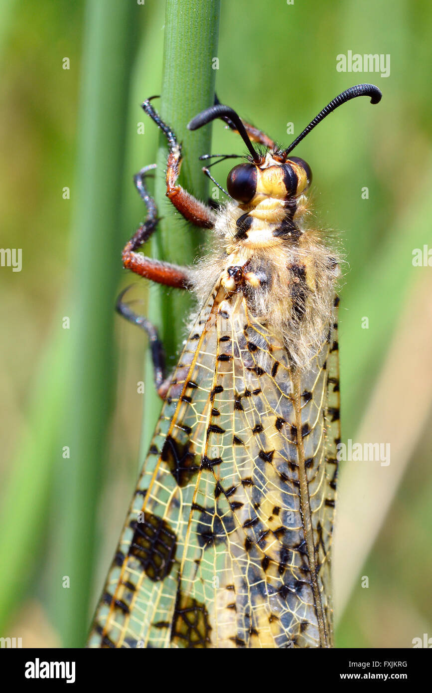 Macro de antlion (Palpares libelluloides) sur l'herbe vu de dessus Banque D'Images