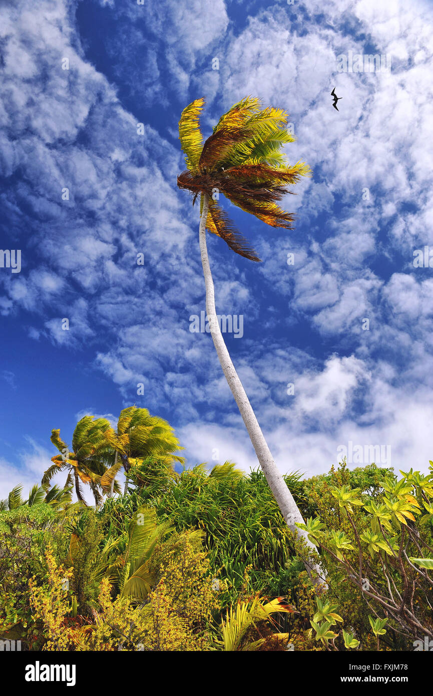 L'atoll de Tikehau, Tuamotu, de Polynésie. Un palmier vert au vent sur un ciel bleu avec des nuages presque artistique. Banque D'Images