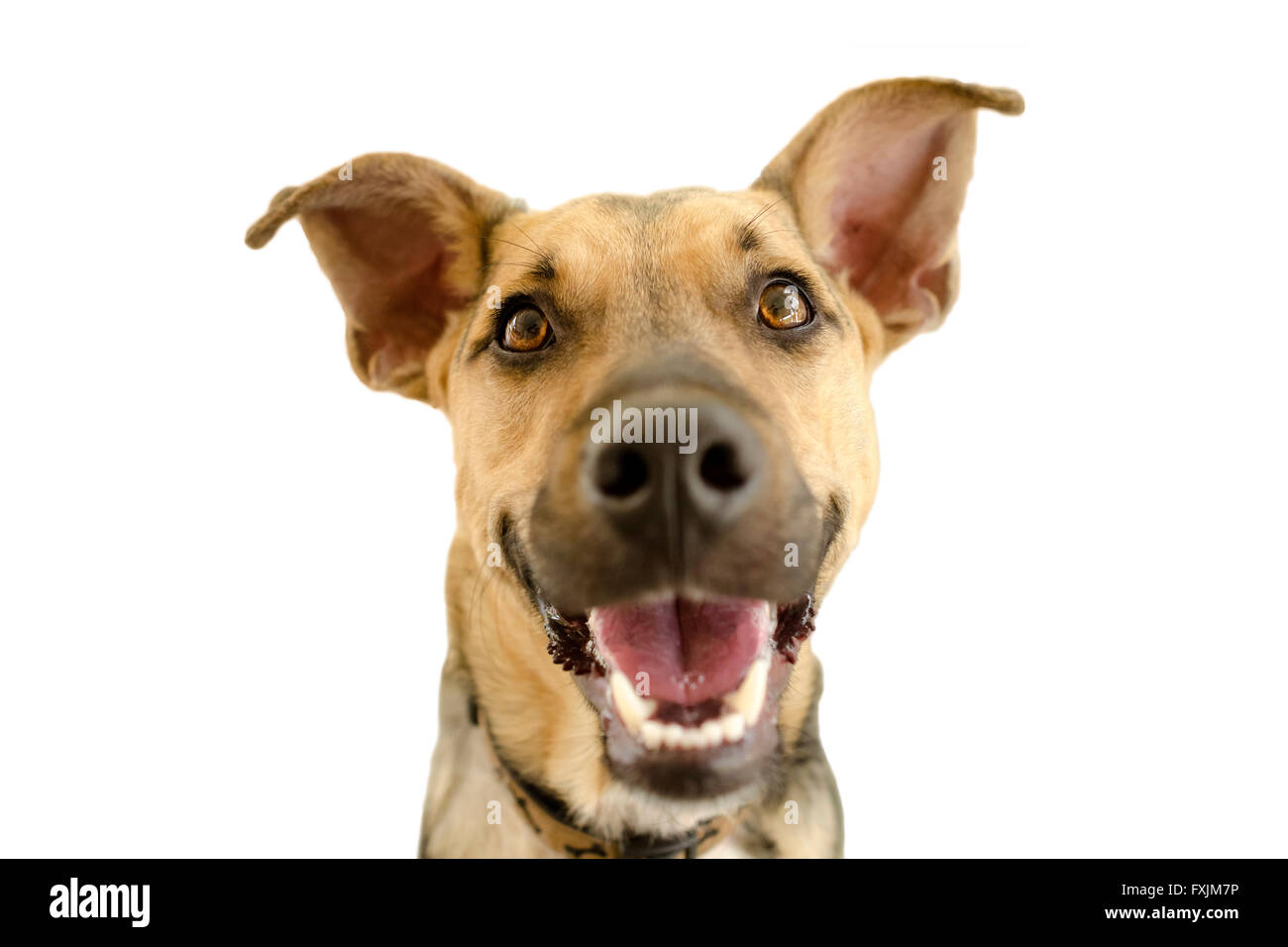 Hapy chien isolé sur blanc est un mignon drôle Berger Allemand enthousiaste avec un grand grand sourire heureux sur son visage. Banque D'Images