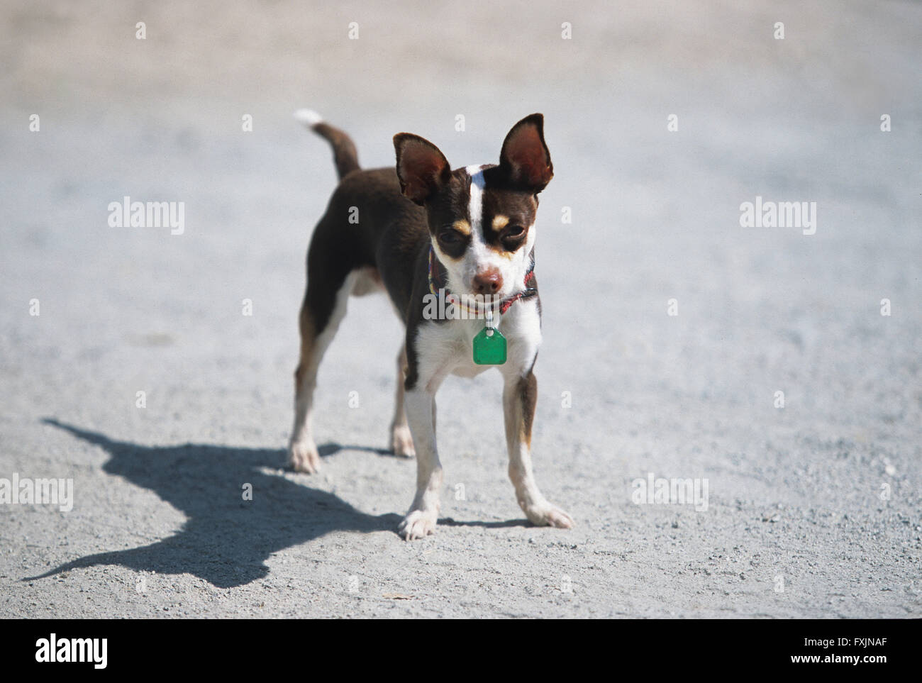 Petit chien chien chihuahua journée ensoleillée toy dog Banque D'Images