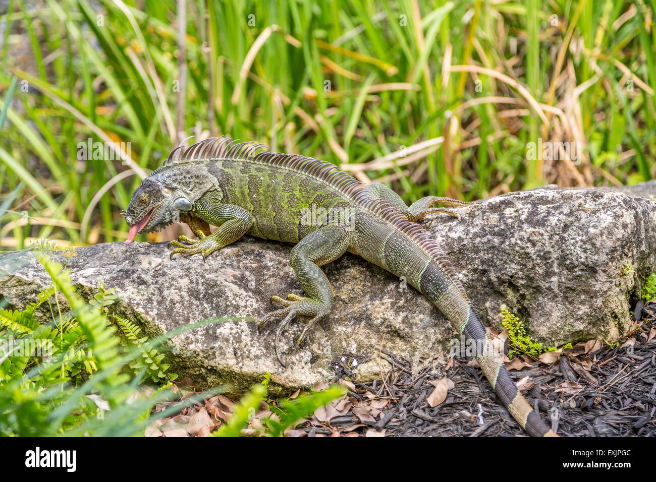 Iguane vert, sur un rocher, avec sa langue longue Green Iguana, South Florida USA Banque D'Images Iguane vert, sur un rocher, avec sa langue longue Green Iguana, South Florida USA Banque D'Images