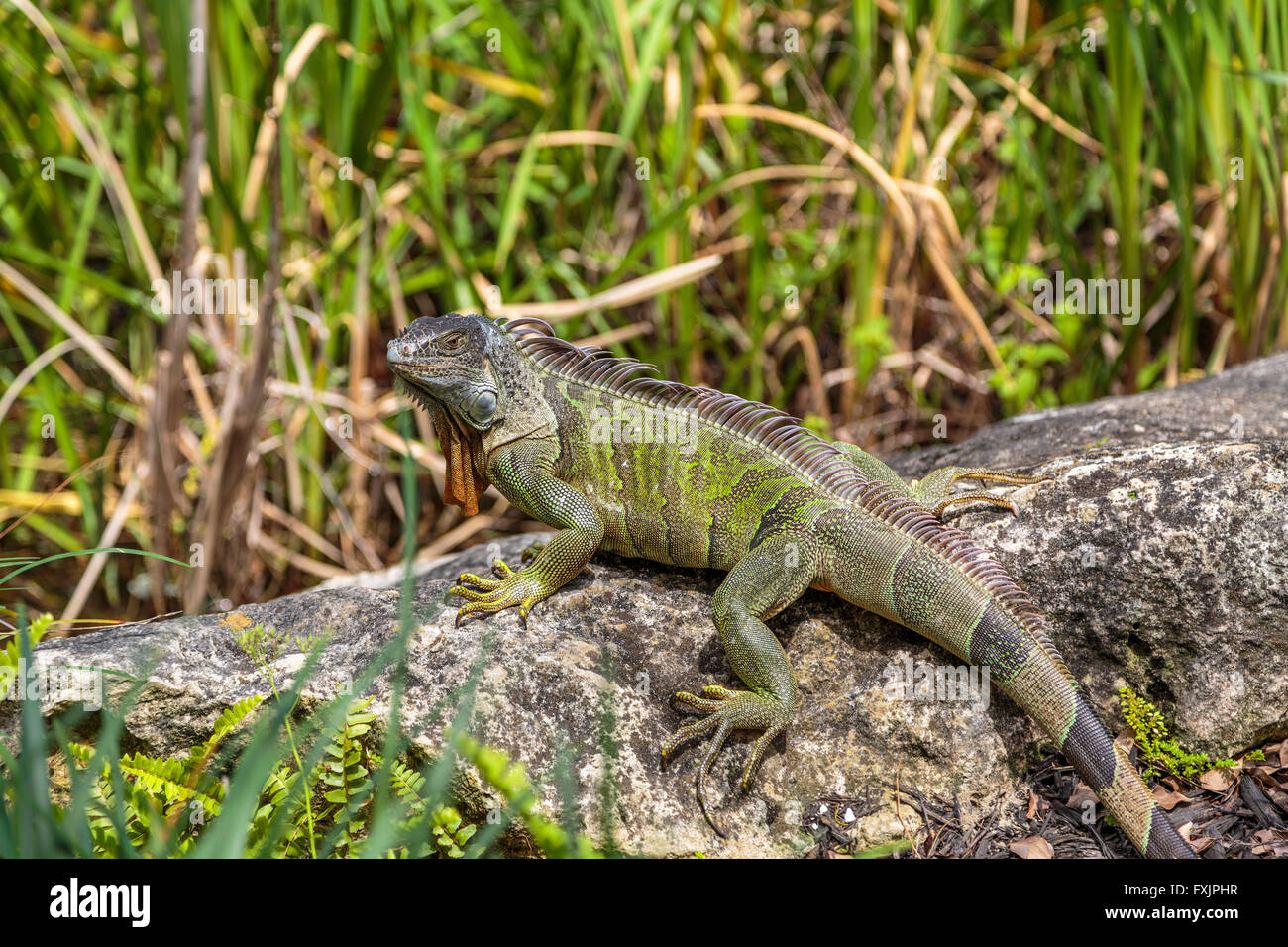 Iguane vert, sur un rocher, le sud de la Floride USA Banque D'Images Iguane vert, sur un rocher, le sud de la Floride USA Banque D'Images
