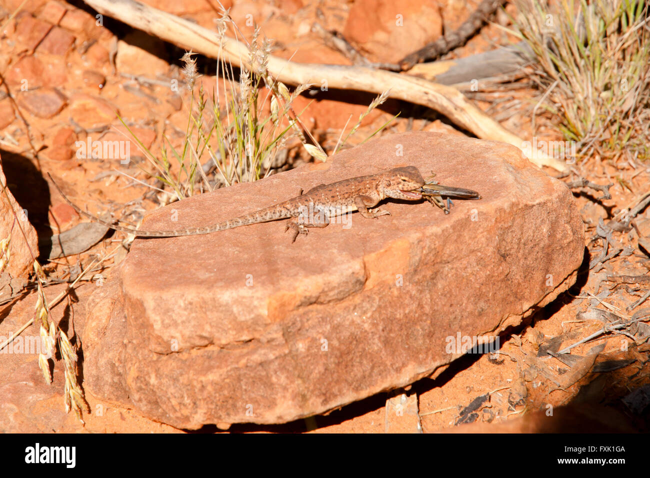 Varan camouflé de manger une sauterelle - Australie Banque D'Images