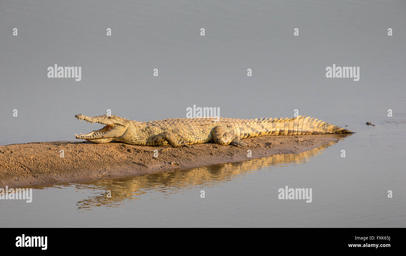 Le crocodile du Nil (Crocodylus niloticus), reposant sur un banc, dans la lumière du soir, le parc national de South Luangwa, en Zambie Banque D'Images