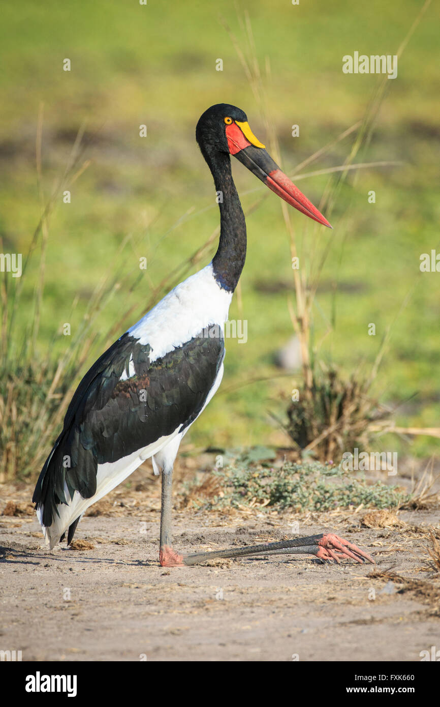 Saddle-billed stork (Ephippiorhynchus senegalensis), le repos, le parc national de South Luangwa, en Zambie Banque D'Images