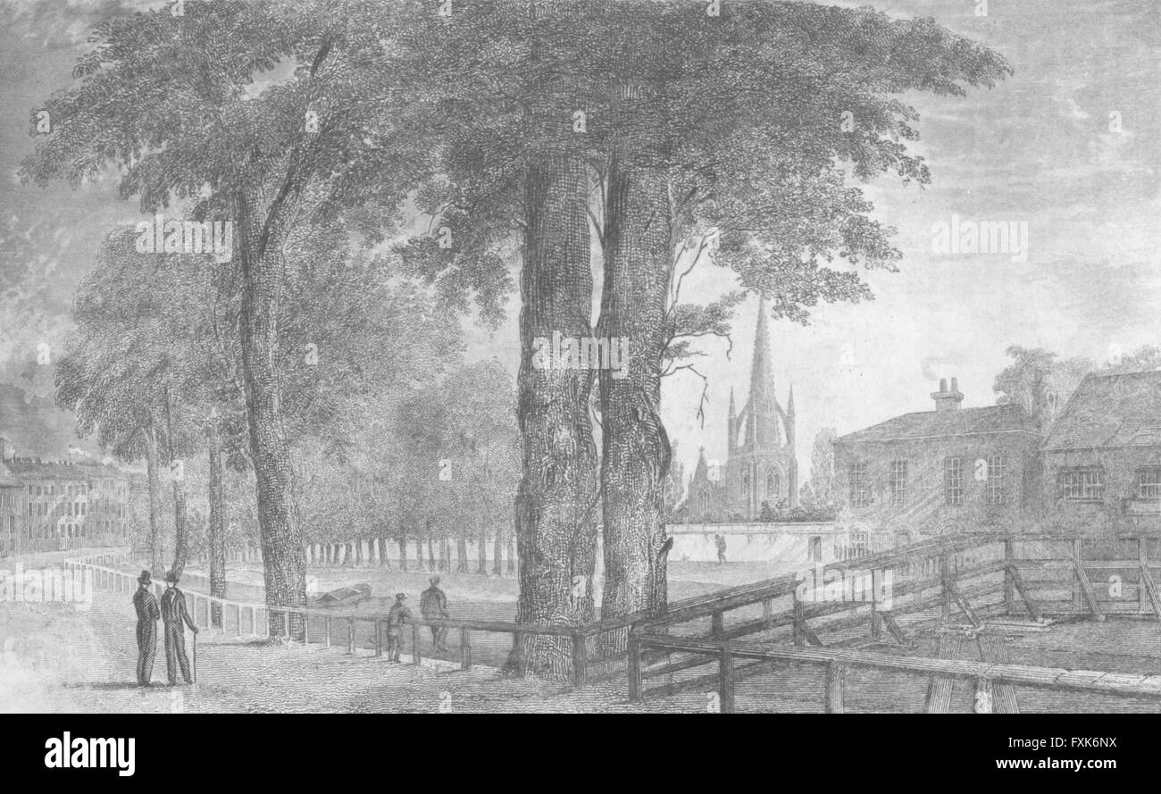 LINCS : Spalding : Saunders sous les arbres, antique print 1836 Banque D'Images