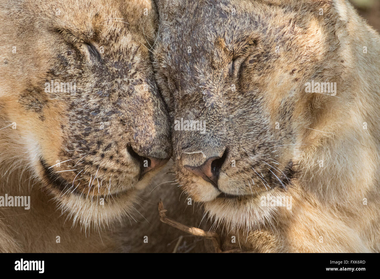 Les lions (Panthera leo), portrait, l'affichage de l'affection, le parc national de South Luangwa, en Zambie Banque D'Images
