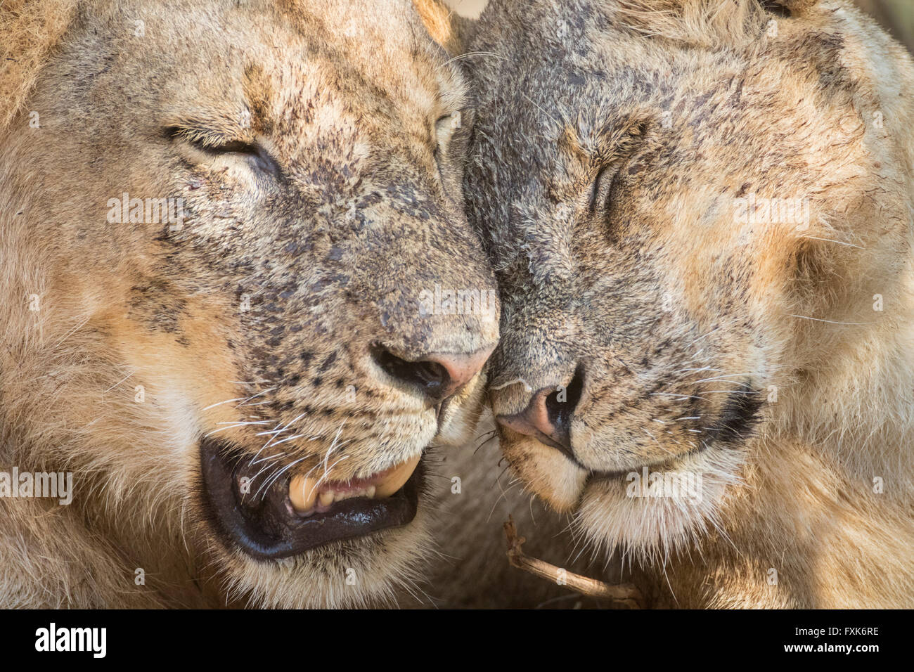 Les lions (Panthera leo), portrait, l'affichage de l'affection, le parc national de South Luangwa, en Zambie Banque D'Images
