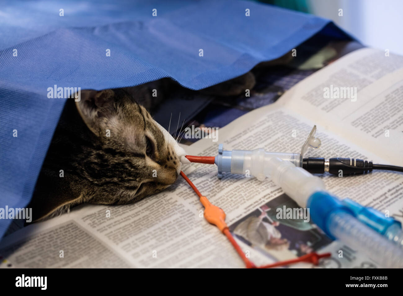 Chat Malade Sur Une Perfusion Iv Photo Stock Alamy